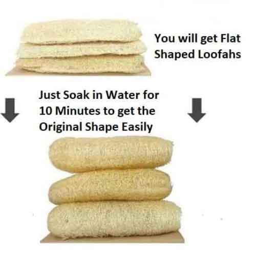 Natural Organic Loofah Sponge - Pack of 2 for Gentle Bathing at Lowest Price 2