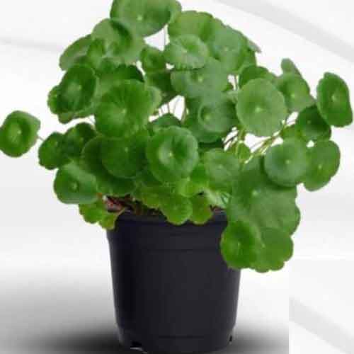 Organic Brahmi, Saraswati, Vallarai, (Centella Asiatica) - Live Medicinal Plant