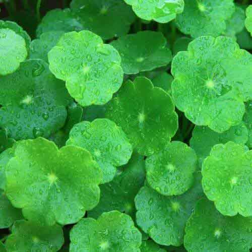 Organic Brahmi, Saraswati, Vallarai, Centella Asiatica - Live Medicinal Plant 2