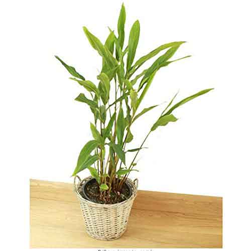 Live Cardamom Plant - Authentic Elachi, Yallaki, Veldode, Ealakai, Fresh Plant for Home