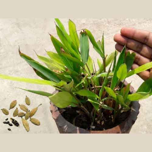 Live Cardamom Plant (Elaichi) - Fresh Spice Garden 2