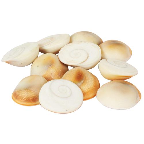 Natural and Original Gomati or Gomti Chakra for Lakshmi Devi Puja - 11 Pieces | Size: 2 Cms
