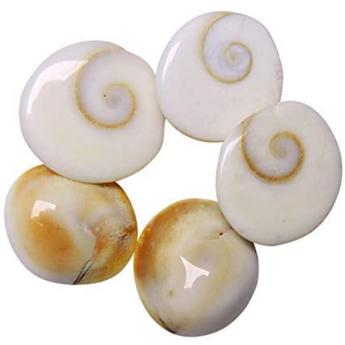 Natural Gomati or Gomti Chakra Original for Puja White - 11 Pieces at Lowest Price 2