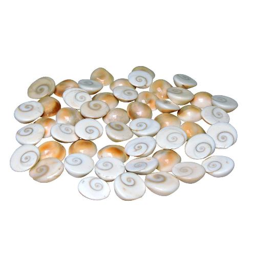 Natural Gomati or Gomti Chakra Original for Puja White - 11 Pieces at Lowest Price 3
