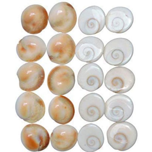 Natural Gomati or Gomti Chakra Original for Puja White - 11 Pieces at Lowest Price 4